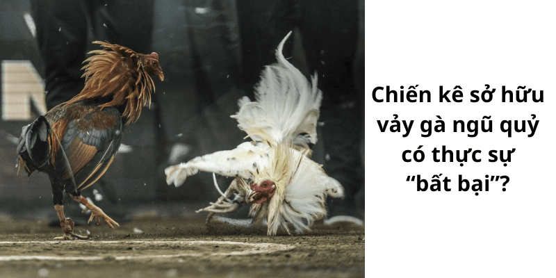 Lối chơi riêng khiến gà chọi sở hữu vảy gà ngũ quỷ thắng nhiều trận