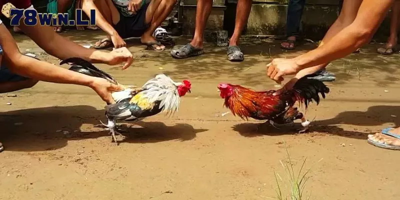 Sức chiến đấu của gà có vảy gà song cúc không được đánh giá cao